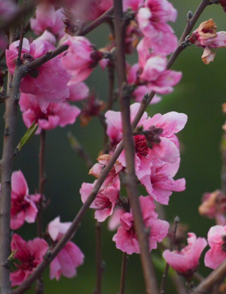 Purple flowers